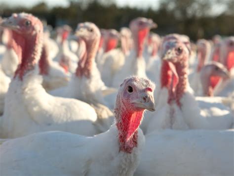Avian influenza found in Minnesota turkey flock, as the disease makes autumn return